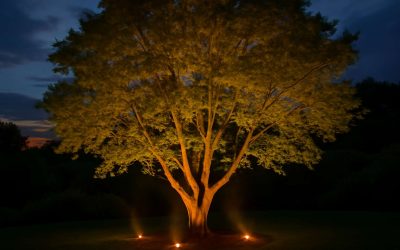 How to Light Outdoor Tree: Simple Tips for a Stunning Nighttime Display